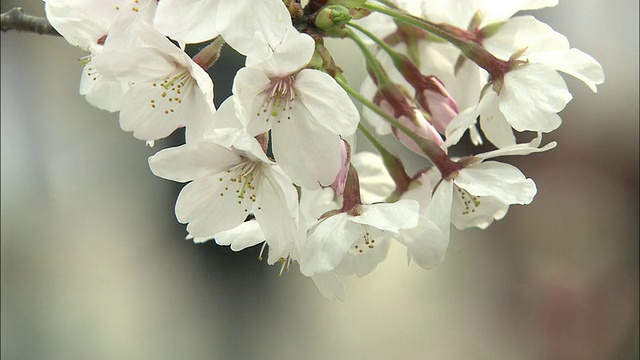 樱花在微风中摇曳。视频素材