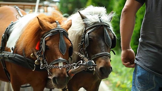 公园里的两匹马和主人视频下载