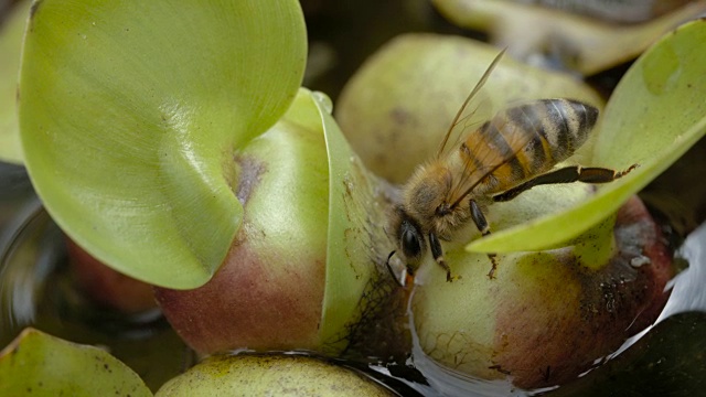 Bienen trinkt Wasser - Bee正在喝水视频素材