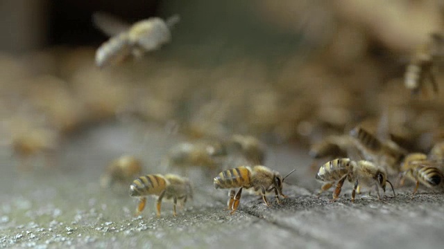 角落里的蜜蜂视频素材