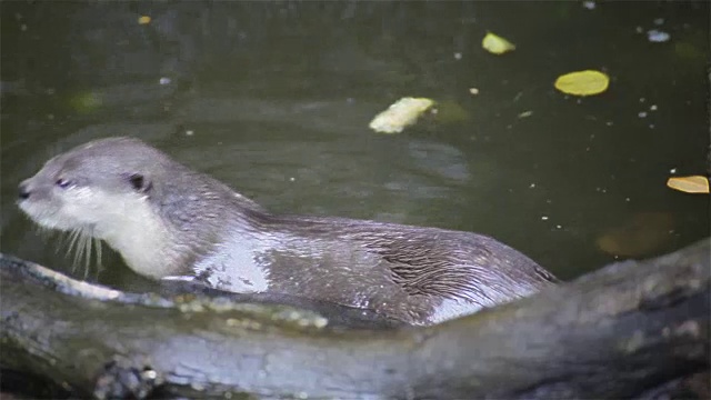 水獭吃小鱼在池塘里，在水潭里视频素材