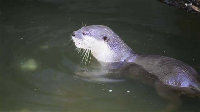 水獭吃小鱼在池塘里，在水潭里视频素材