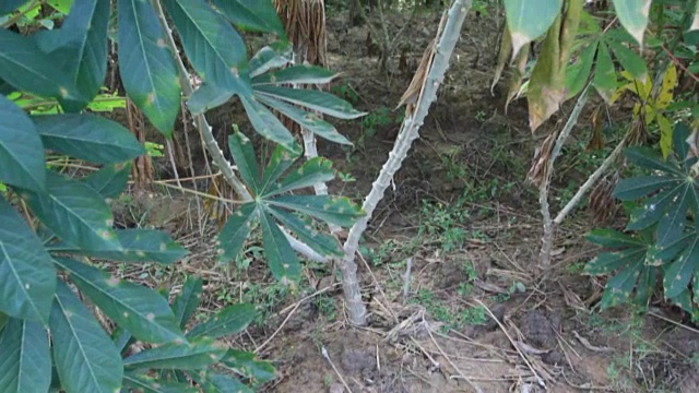 木薯种植视频下载