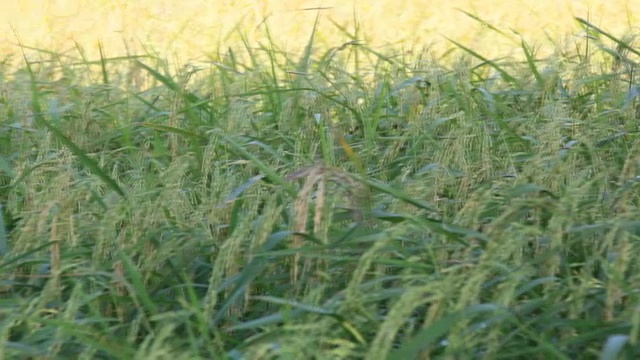 稻田视频素材