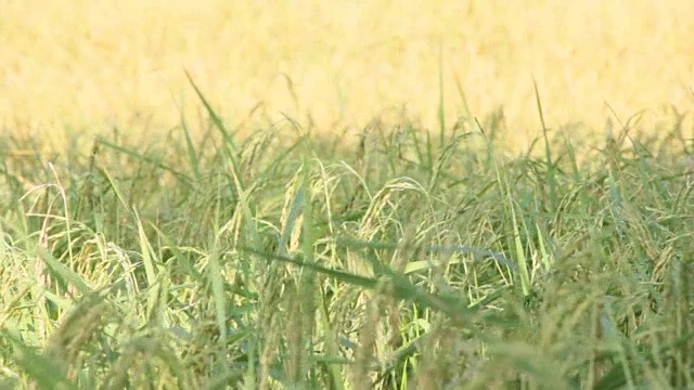 稻田视频素材