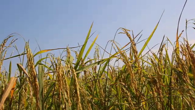 水稻在地里生长的特写视频下载