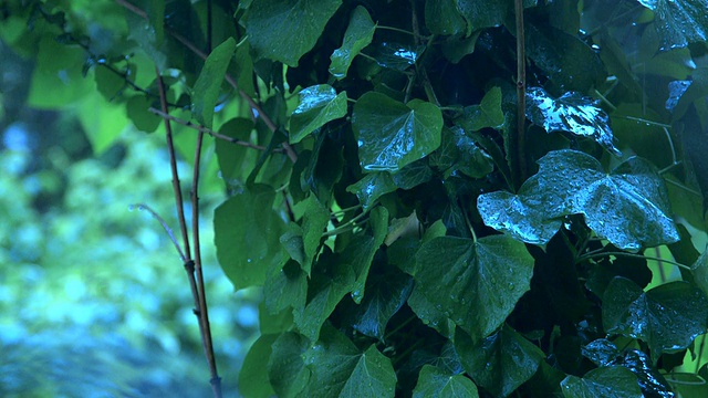 在大雨树上的常青藤叶子特写视频素材