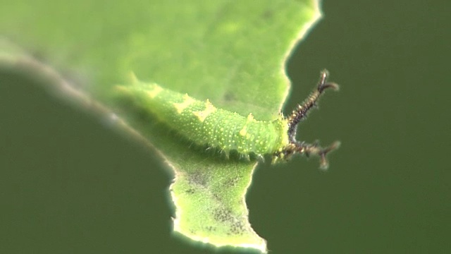 蝴蝶毛虫大紫帝视频素材