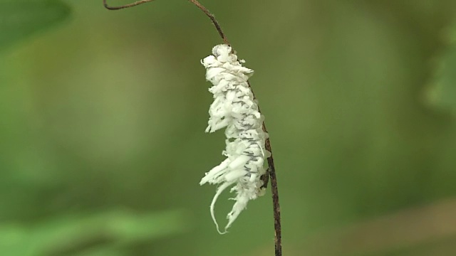 白色毛茸茸的毛毛虫视频素材