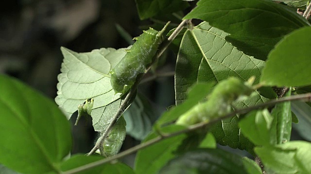 毛毛虫吃叶子视频素材