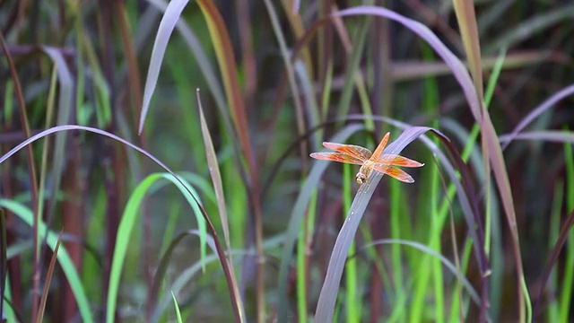 黑色稻田里的蜻蜓视频素材