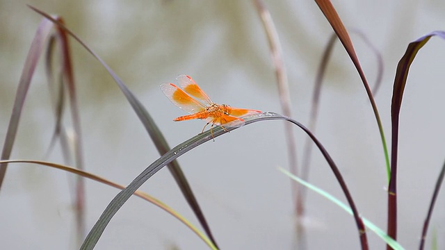 蜻蜓视频下载