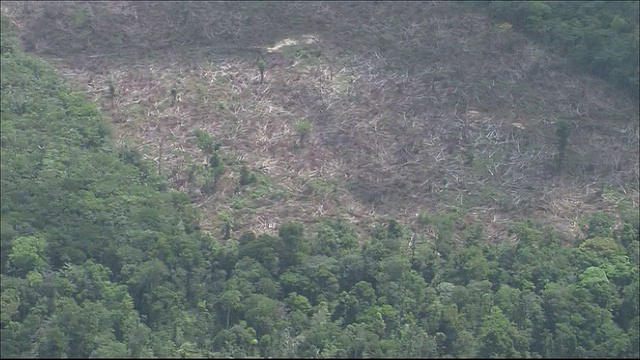 在亚马逊河流域的热带雨林广角变焦在农田清除地面航拍视频素材