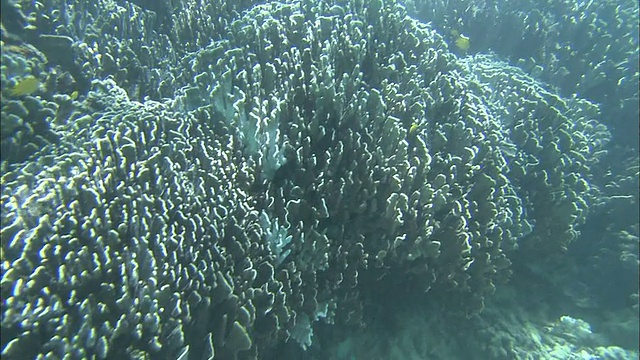 珊瑚白化，珊瑚礁，白鹤海岸，石垣岛，冲绳县，潜水拍摄视频素材