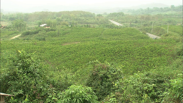 橡胶种植园:远射/投左。视频素材