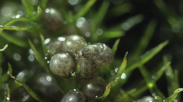 特写镜头;萤火虫孵化的瞬间视频素材