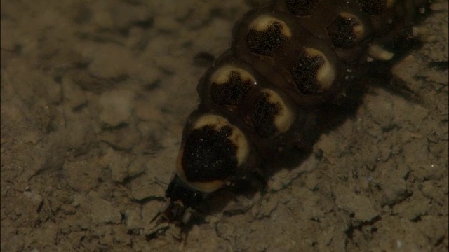 萤火虫幼虫的特写镜头视频素材