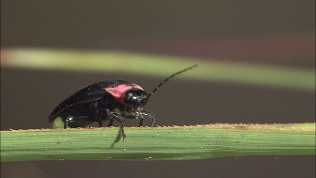 特写镜头;萤火虫成虫视频素材