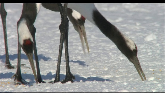 北海道钏路沼泽，两只丹顶鹤在雪下啄食视频素材