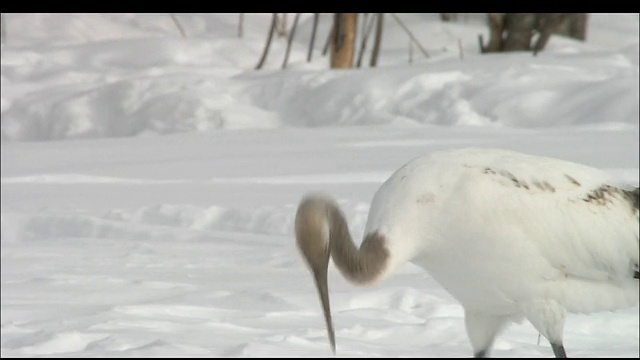 在北海道钏路沼泽的雪下啄食的小丹顶鹤视频素材