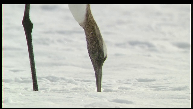 在北海道钏路湿地的雪下啄食的小丹顶鹤的特写视频素材