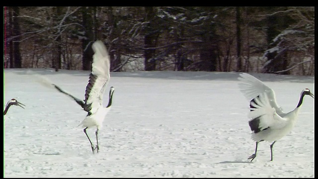 日本北海道钏路，丹顶鹤展翅飞翔，在雪地里以鸟群为背景进行优雅的交配仪式视频素材