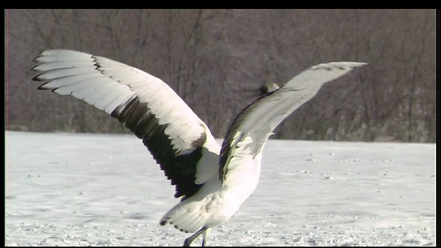 丹顶鹤在雪地上跳跃，日本北海道钏路视频素材