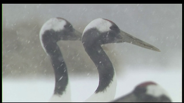 北海道钏路Shitsugen国家公园，大雪中三只日本丹顶鹤的头视频素材