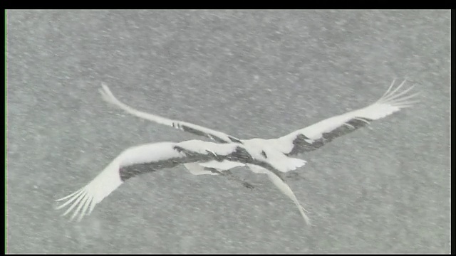 日本丹顶鹤在大雪中飞翔，钏路沼泽，北海道视频素材