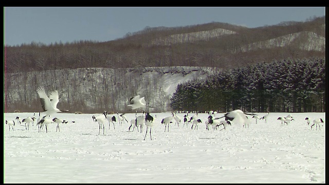 丹顶鹤从日本北海道钏路的雪地上起飞视频素材