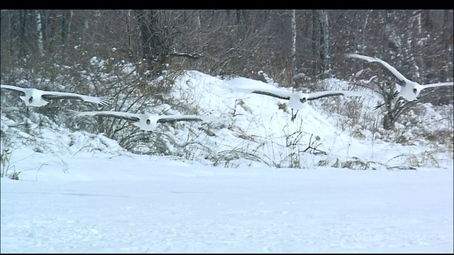 北海道钏路湿地，四只丹顶鹤降落在雪地上加入它们的族群视频素材