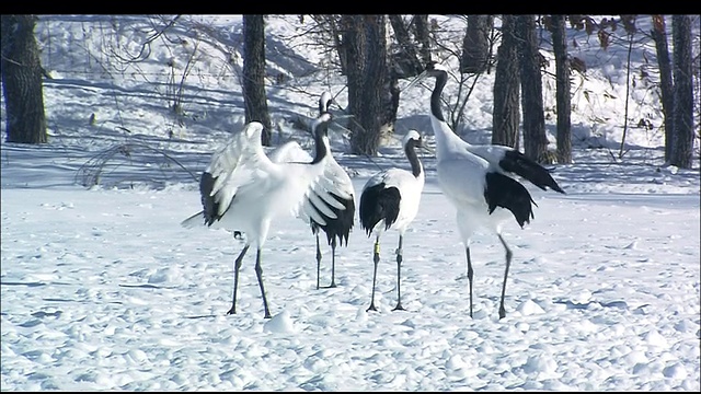 北海道钏路沼泽，雄性丹顶鹤在雪地上求偶舞蹈，其他鹤在后面视频素材