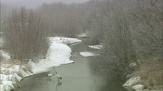 北海道钏路Shitsugen国家公园，两只日本丹顶鹤在下雪时涉入节流河寻找食物视频素材