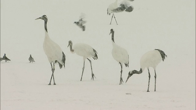 北海道钏路Shitsugen国家公园，一群日本丹顶鹤在雪地里寻找食物视频素材