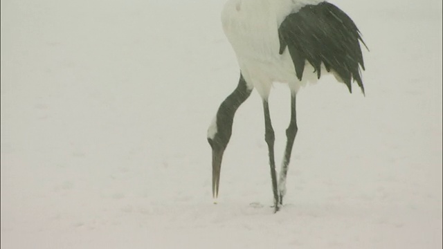 日本丹顶鹤在雪中寻找食物，北海道钏路细根国家公园视频素材