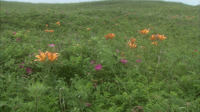 北海道Tokoro-cho桥下准国家公园Wakka自然野生花园视频素材