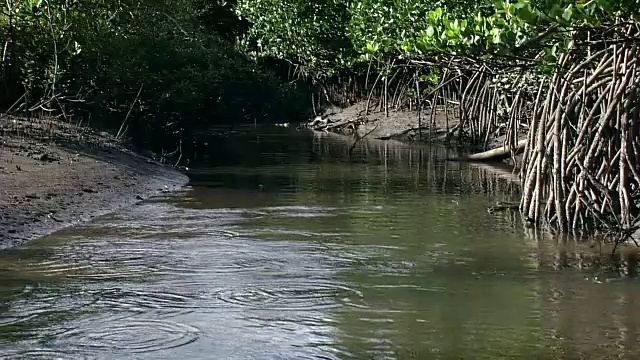 一群弹涂鱼视频素材