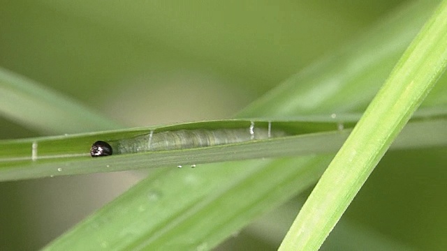 芦苇裹毛虫视频素材