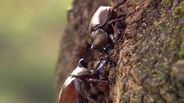 昆虫采集树液视频素材