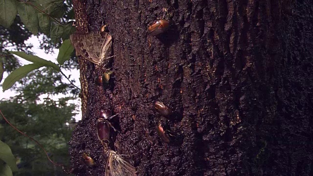 昆虫采集树液视频素材