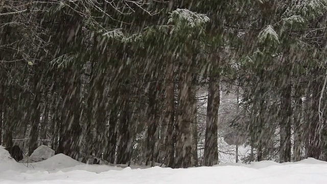 森林里下雪了视频素材