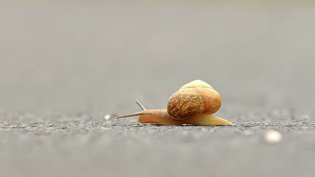 小蜗牛在路上视频素材