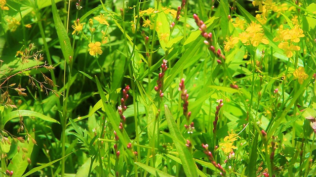 阳光明媚的野草草地。视频素材