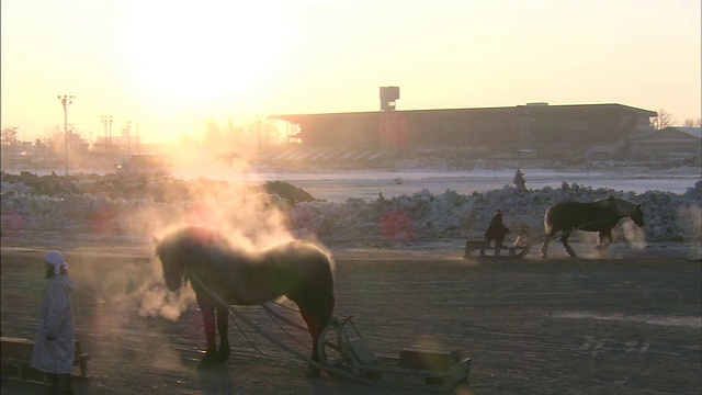 马放牧/北海道视频素材