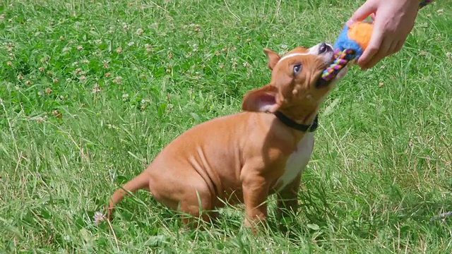 孩子与美国斯塔福德郡小猎犬小狗在草地上玩耍视频素材