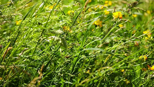 野外开花植物特写视频素材