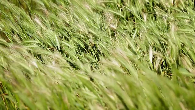 野草迎风摇曳视频素材