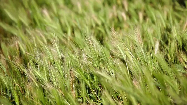 野草迎风摇曳视频素材