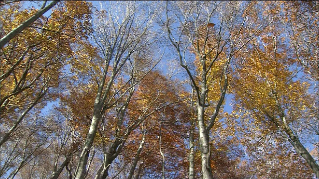 秋叶从山毛榉树上落下，白上山，秋田，青森，日本视频素材