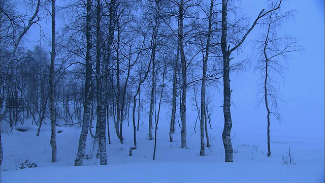 雪覆盖了瑞典哈帕兰达的树丛。视频素材